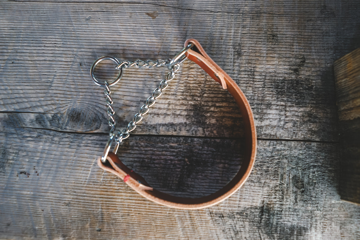 handmade in Canada leather dog martingale collar in cognac with silver hardware