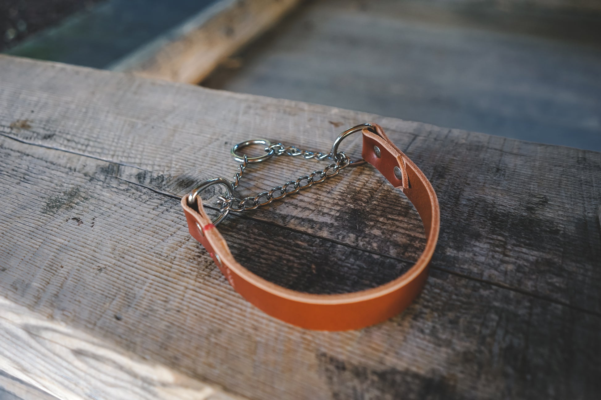 handmade in Canada leather dog martingale collar in cognac with silver hardware